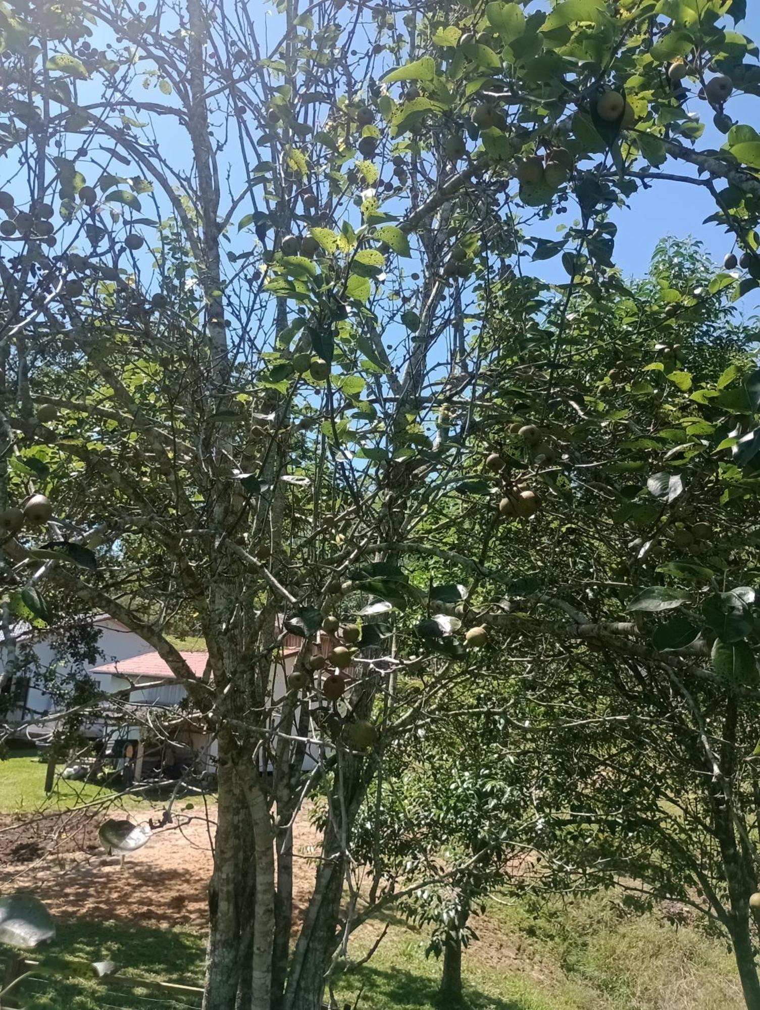 劳鲁米莱Familia Cataneo别墅 外观 照片