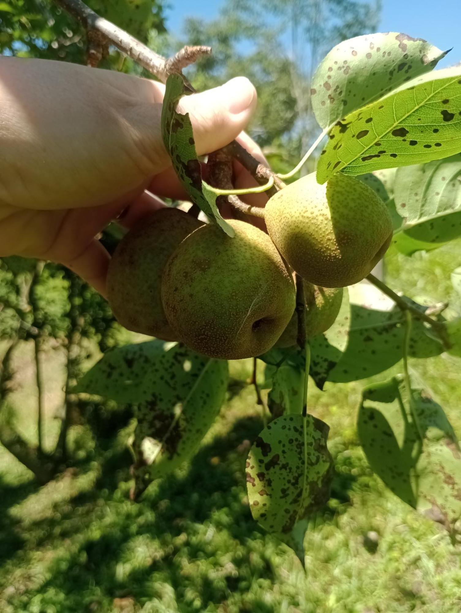 劳鲁米莱Familia Cataneo别墅 外观 照片